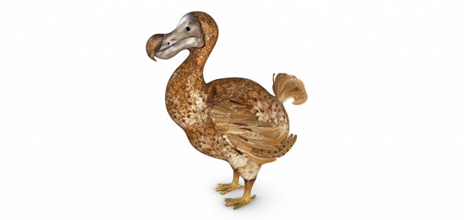 Why languages are dying out, just like the dodo