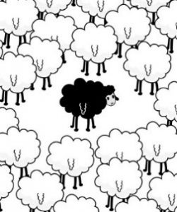 black_sheep