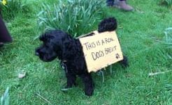 dog-brexit