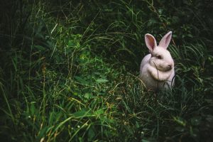 Etymological rabbit holes