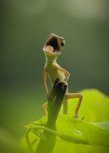 Geckos, chiffchaffs and dik-diks: sounds and animal names