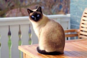 How many lives does a cat have