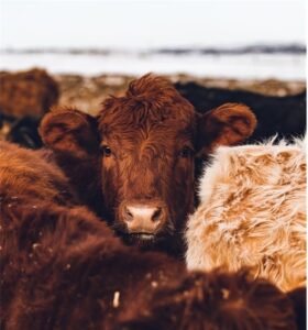 Old English and Frisian, and a brown cow