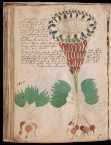 Voynich manuscript